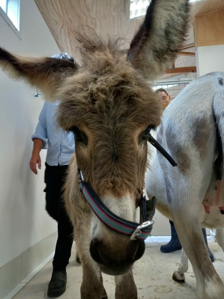 Errol the Donkey – Vet Services Equine