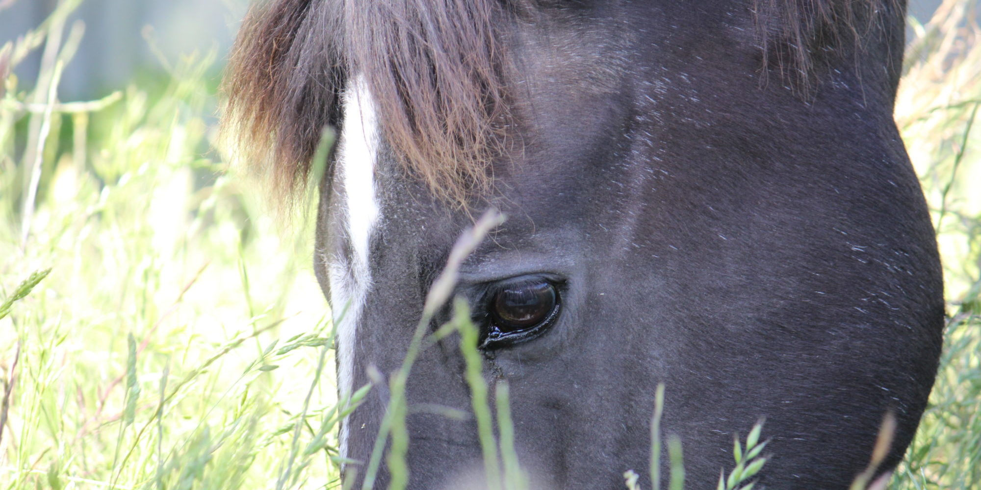 what causes grass staggers in horses