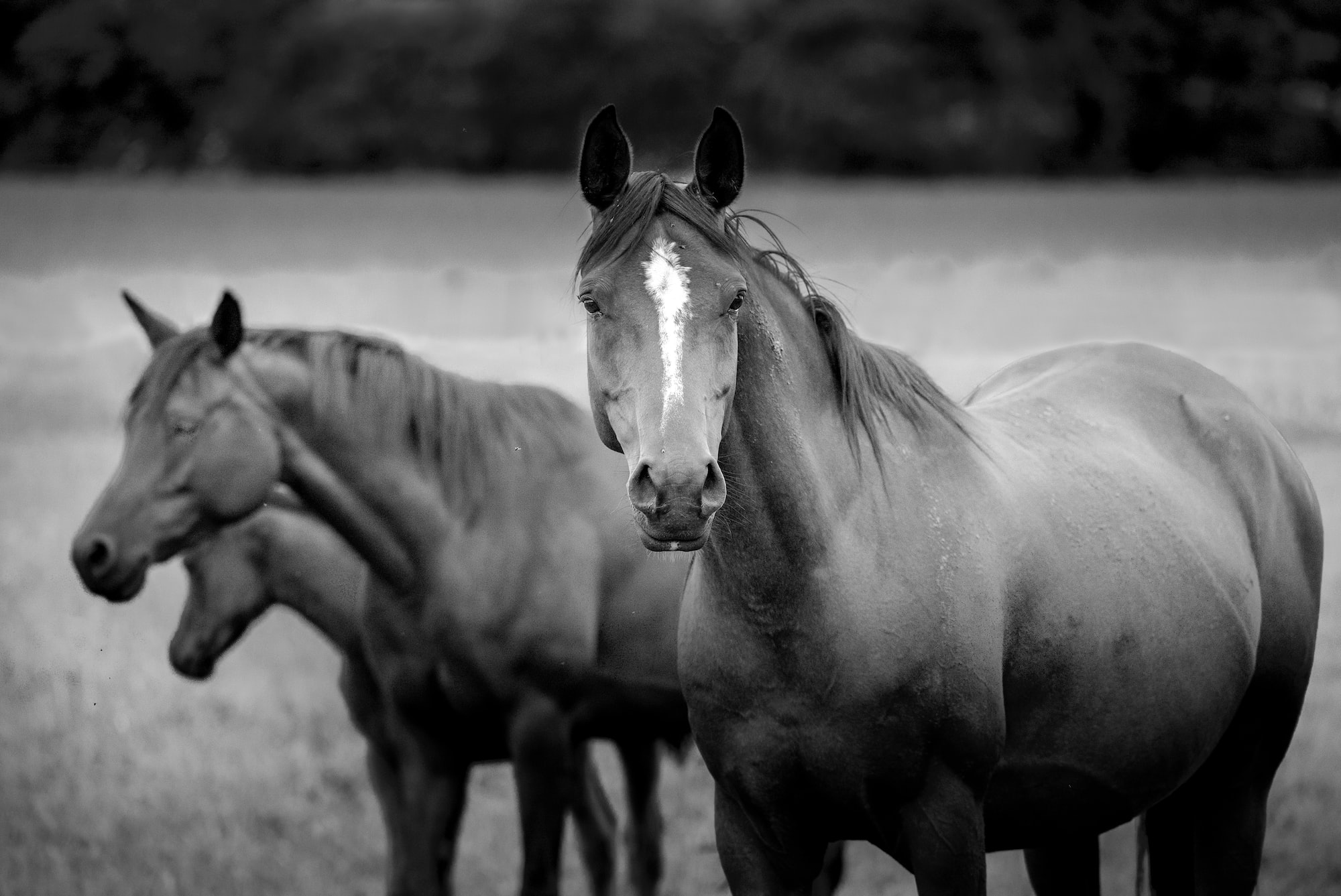 hysteroscopy-vet-services-equine