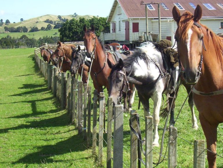 Is Napier Grass Good For Horses